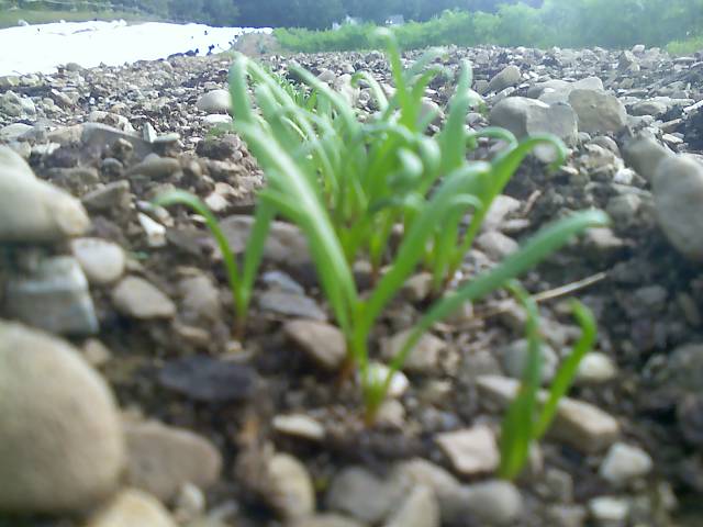 Celery Greens Edible