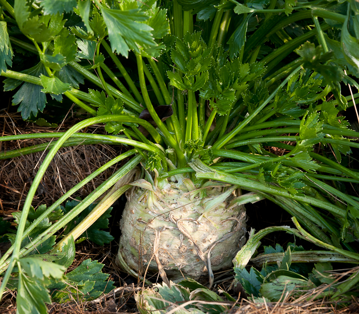 Celery Greens Edible