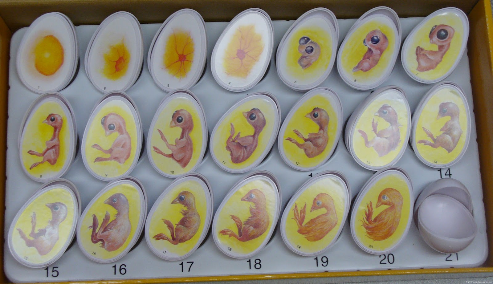 Chicken Egg Cell