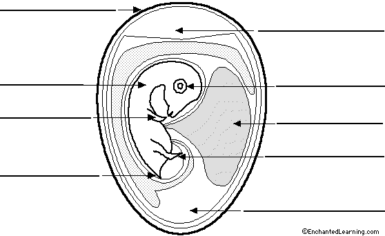 Chicken Egg Cell