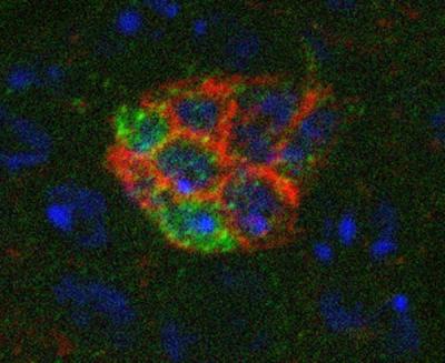 Chicken Egg Cell Structure