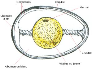 Chicken Egg Cell Structure