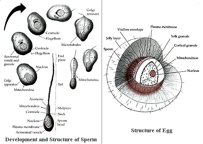 Chicken Egg Cell Structure