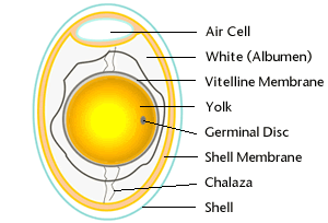 Chicken Egg Cell Structure