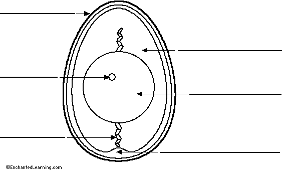 Chicken Egg Cell Structure