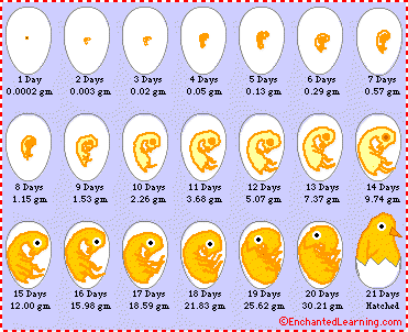 Chicken Egg Cell Structure