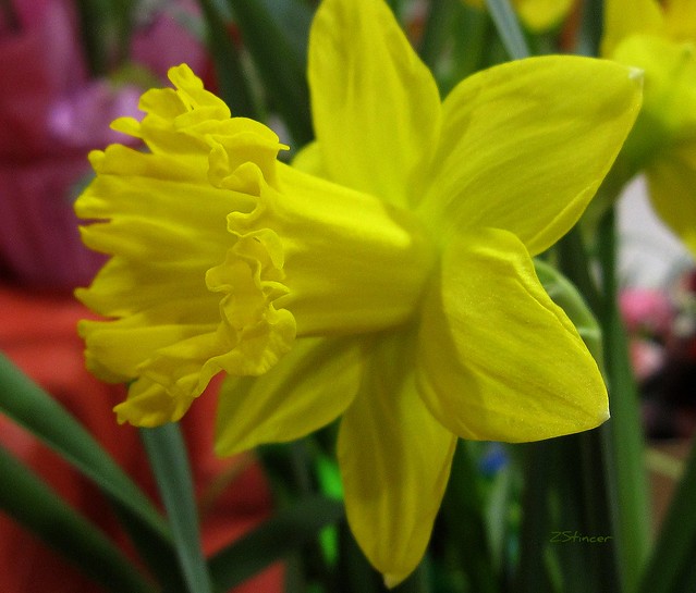 Daffodil Jonquil