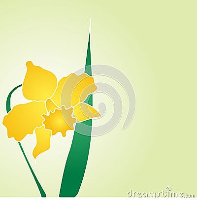 Daffodil Jonquil