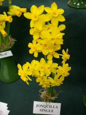 Daffodil Jonquil