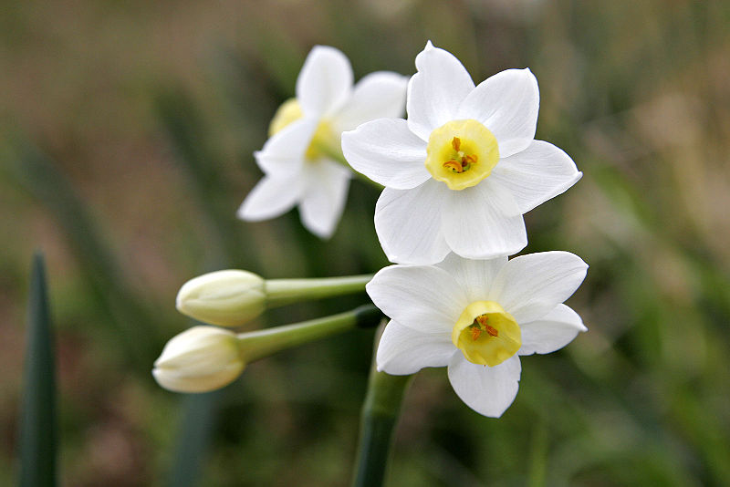 Daffodil Jonquil