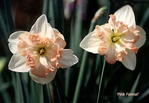 Daffodil Jonquil