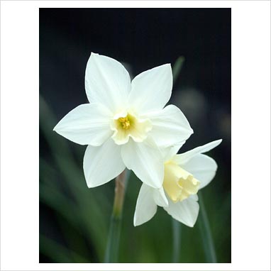 Daffodil Jonquil