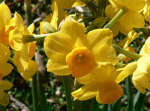 Daffodil Jonquil