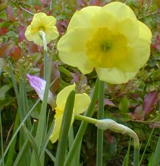 Daffodil Jonquil