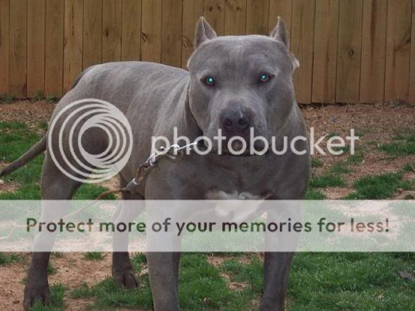 Ghost Pitbull