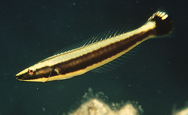 Hologymnosus Annulatus