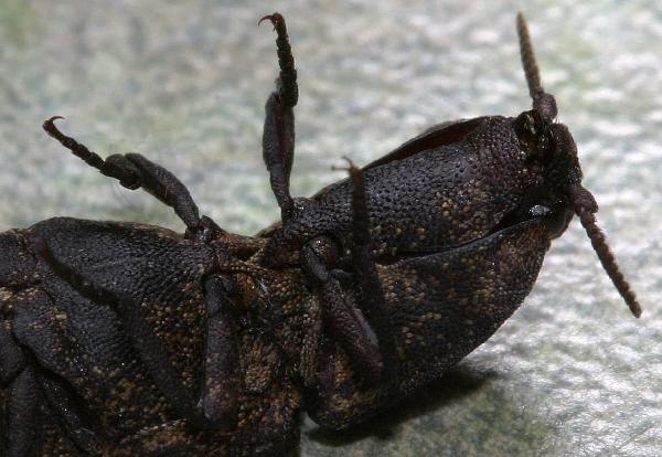 Jumping Beetles Clicking Beetles