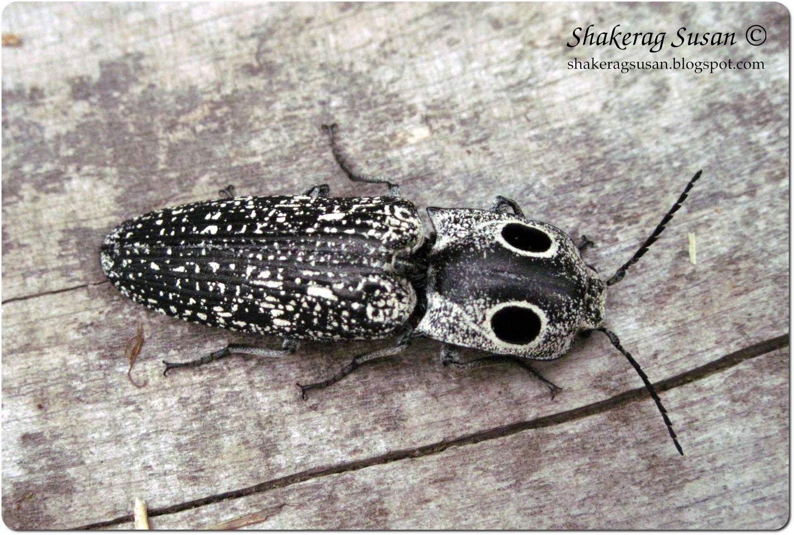 Jumping Beetles Clicking Beetles