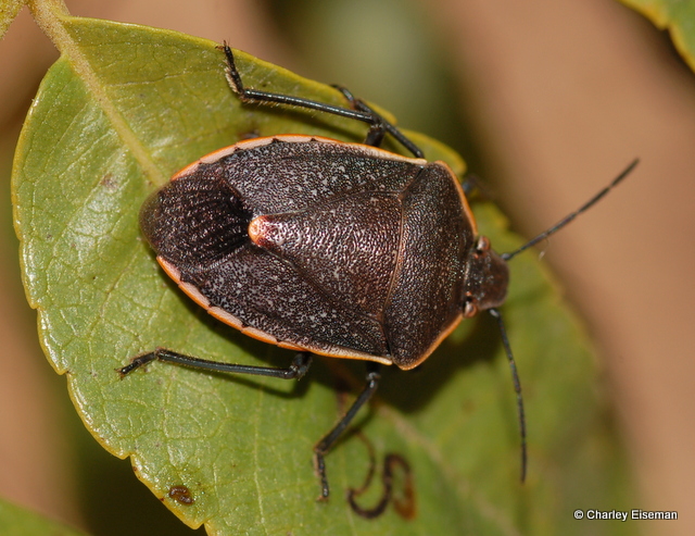 Small Black Jumping Beetles