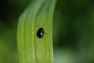 Small Black Jumping Beetles