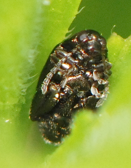 Small Black Jumping Beetles