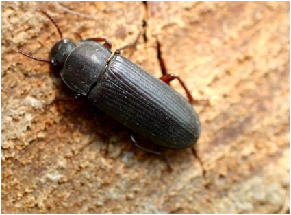 Small Black Jumping Beetles