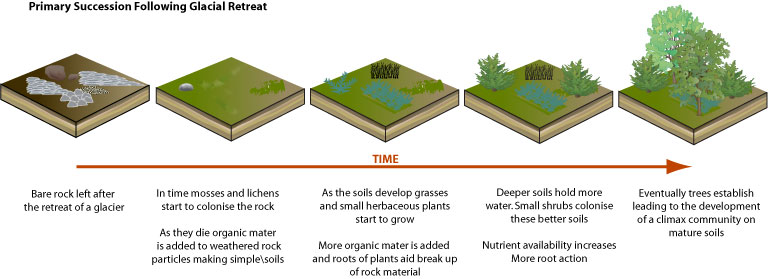 What Is Climax Community In Ecology