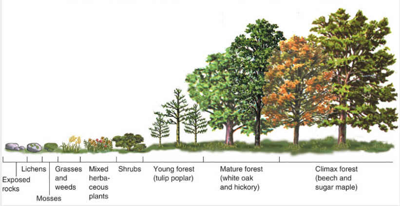 What Is Climax Community In Ecology